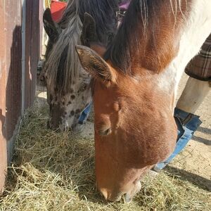 Horse Stuff under Women